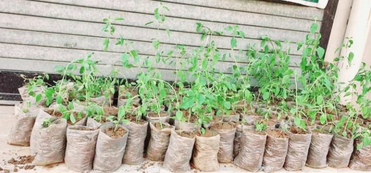 उत्तर मुंबई कांग्रेस एकादशी के दिन करेगी तुलसी के पौधों का मुफ्त वितरण
