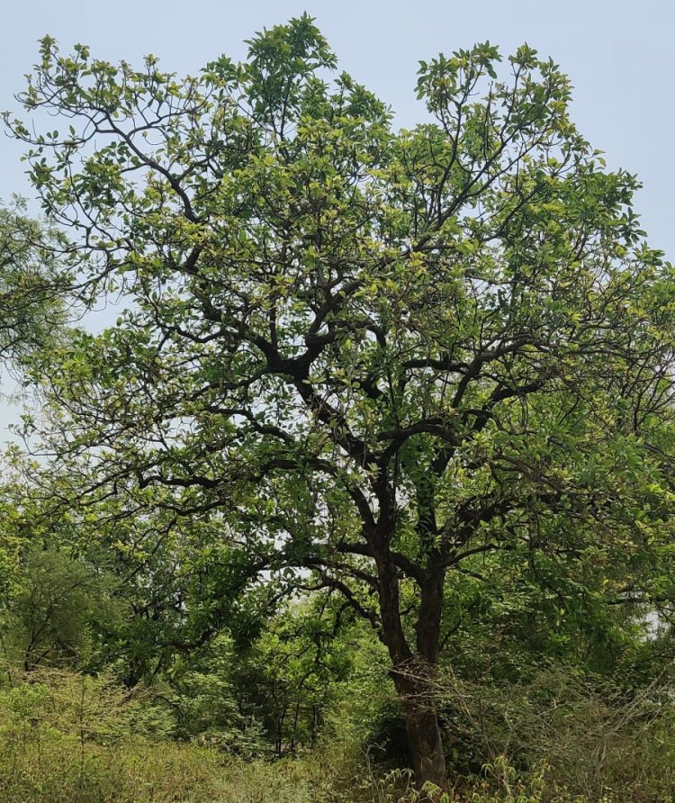 कविता -  महुआ .....