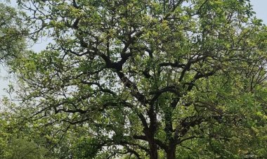 कविता : महुआ