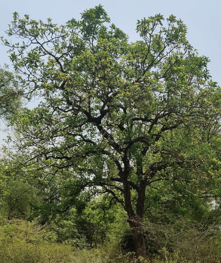 कविता : महुआ