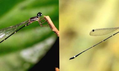 केरल के दक्षिण-पश्चिमी घाट में 'डैमसेलफ्लाई' प्रजाति की महत्वपूर्ण खोज !