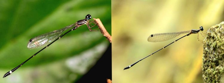 केरल के दक्षिण-पश्चिमी घाट में 'डैमसेलफ्लाई' प्रजाति की महत्वपूर्ण खोज !