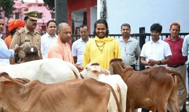 CM Yogi Adityanath ने गोरखनाथ मंदिर की गोशाला में की गो सेवा