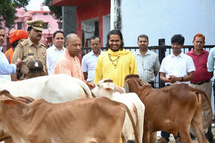 CM Yogi Adityanath ने गोरखनाथ मंदिर की गोशाला में की गो सेवा