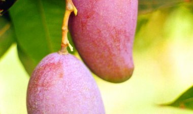 अब और भी खास बनेगा फलों का राजा "आम"