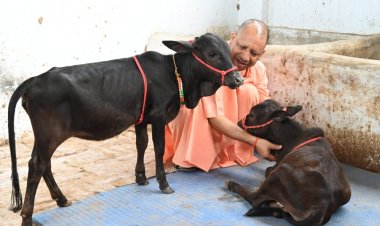 आंध्र प्रदेश की गोशाला से आए नादिपथि मिनिएचर नस्ल के गोवंश को सीएम योगी ने दिया 'भवानी' और 'भोलू' नाम