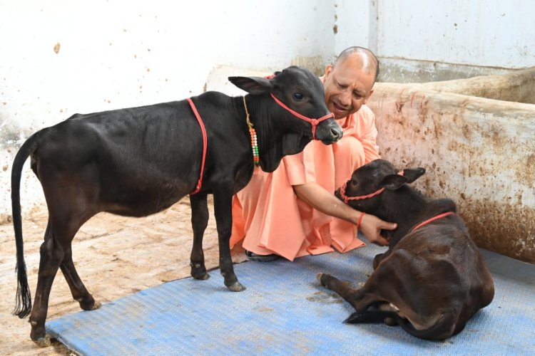 आंध्र प्रदेश की गोशाला से आए नादिपथि मिनिएचर नस्ल के गोवंश को सीएम योगी ने दिया 'भवानी' और 'भोलू' नाम