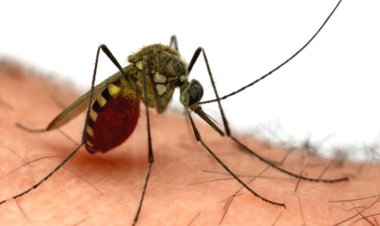 कविता -"मलेरिया दिवस"