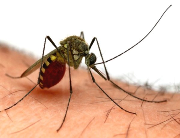 कविता -"मलेरिया दिवस"