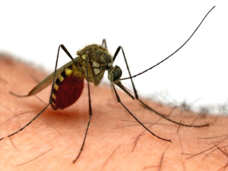 कविता -"मलेरिया दिवस"